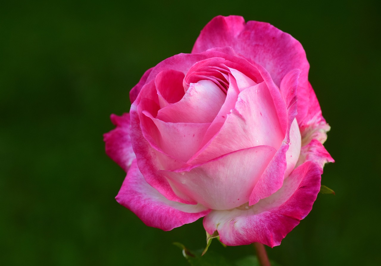 Une très jolie rose de couleur rose