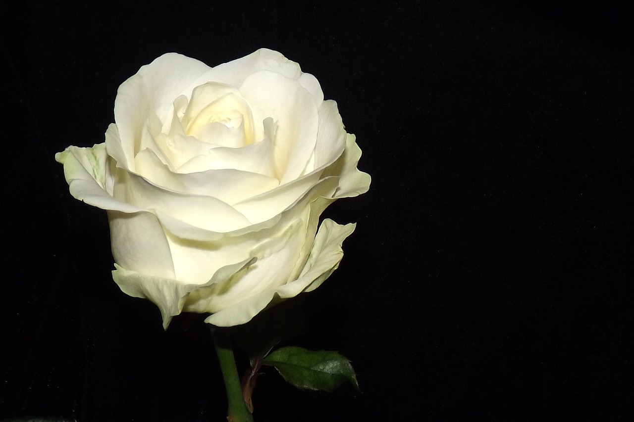 Une rose blanche