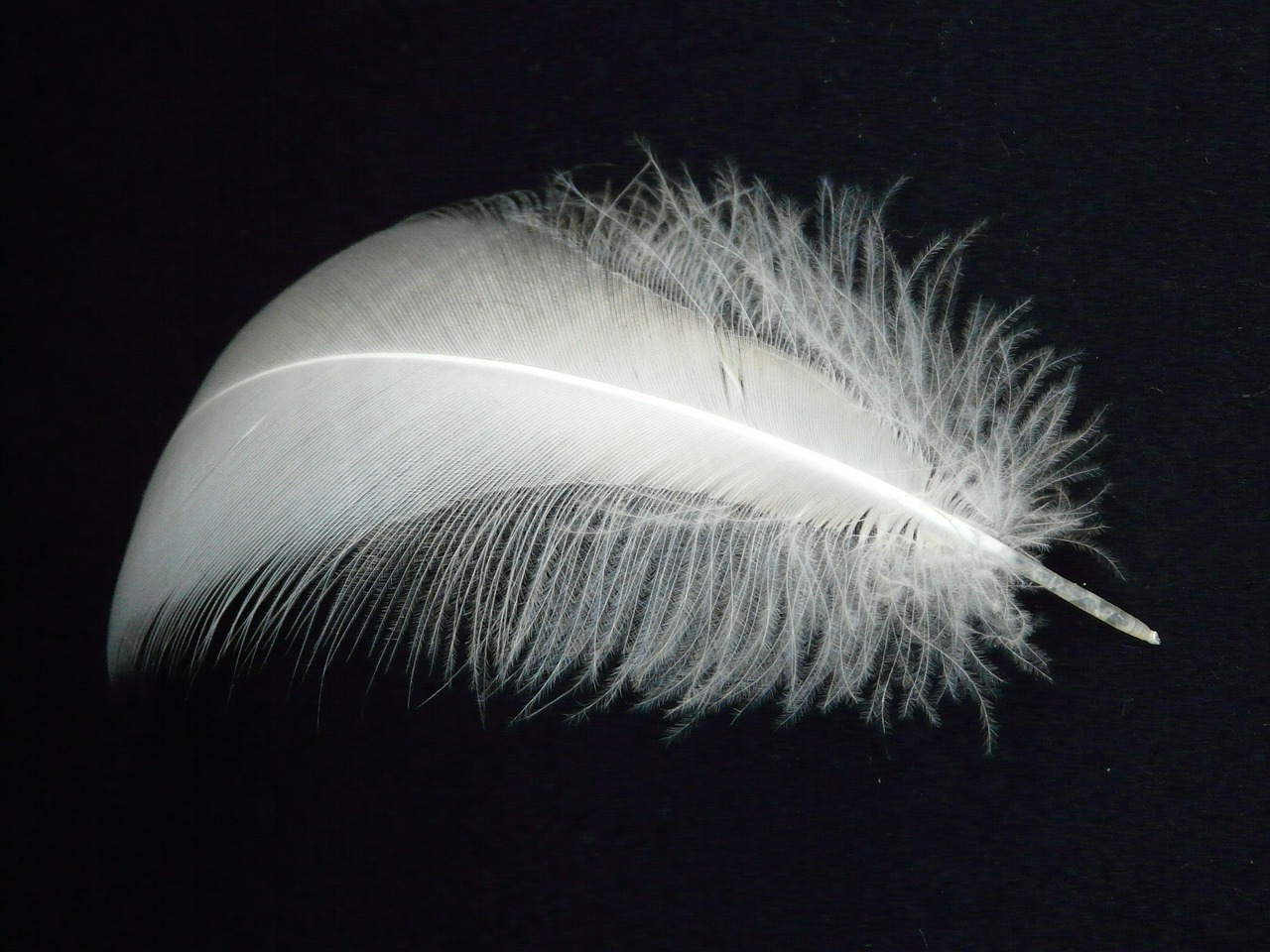 Une jolie plume blanche